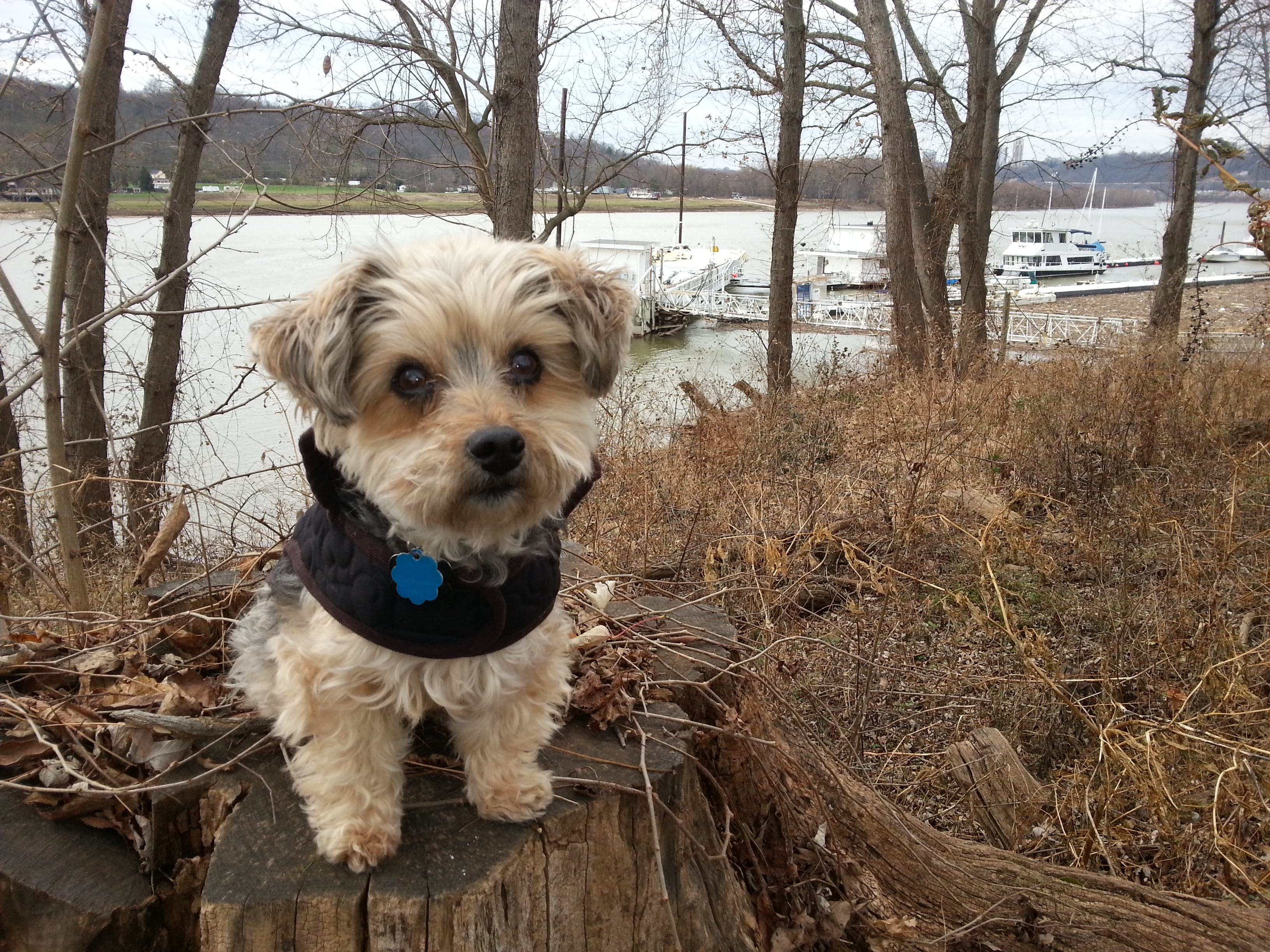 A picture of Cricket the dog, a Yorkie-Poo mix