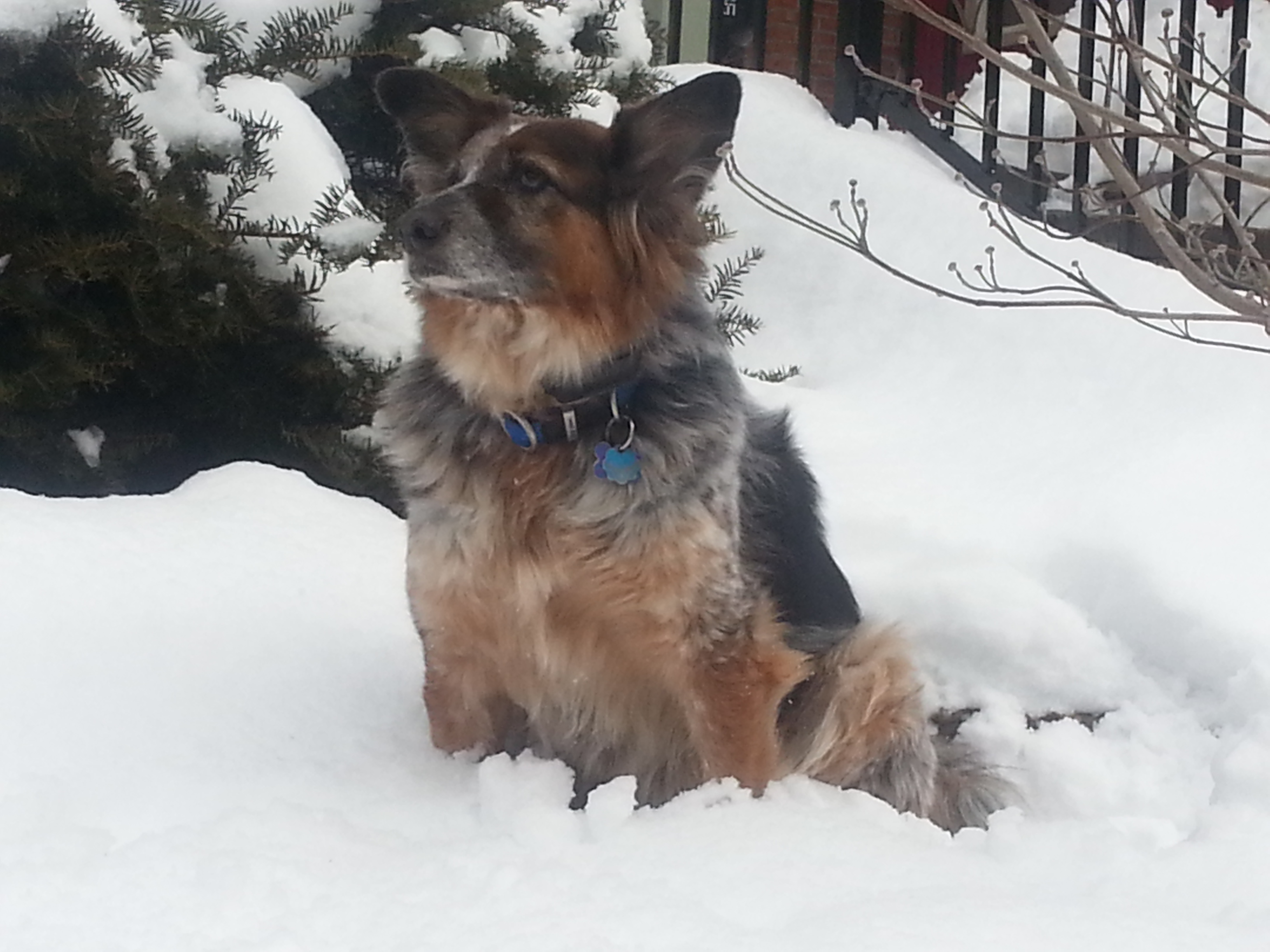 A picture of Drummer the dog, an Aussie mix